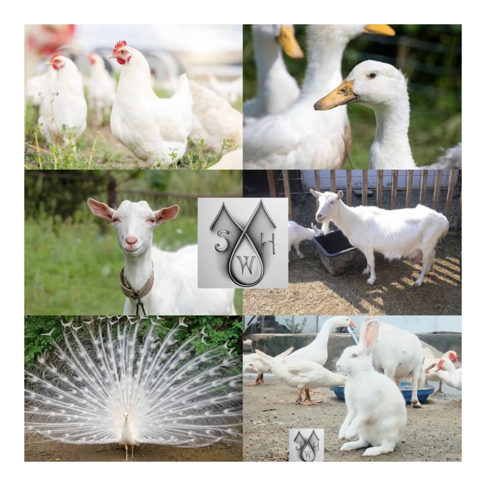 Segxzy Unveils All White Livestock Farm — Home Of Peace